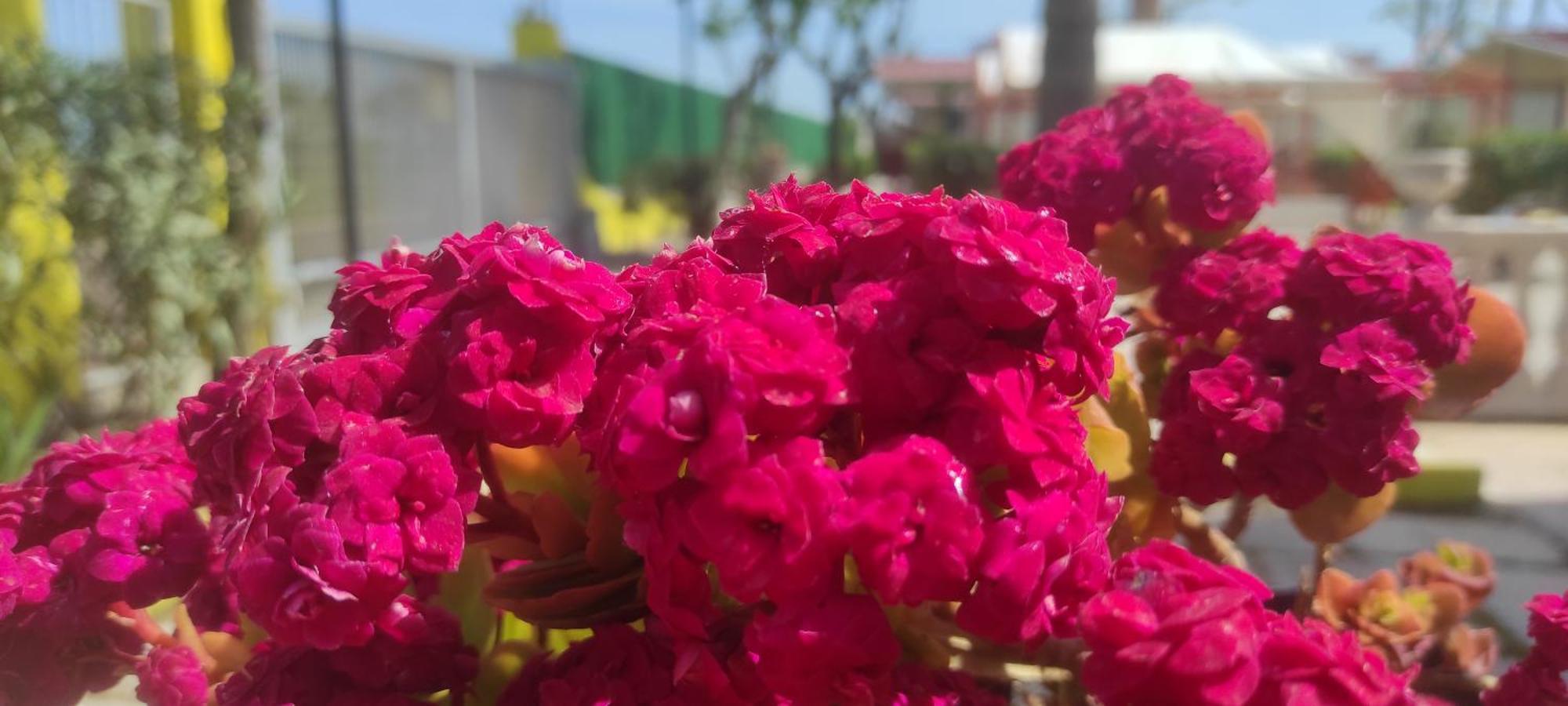 Villaggio Albergo Cervo Zapponeta Esterno foto